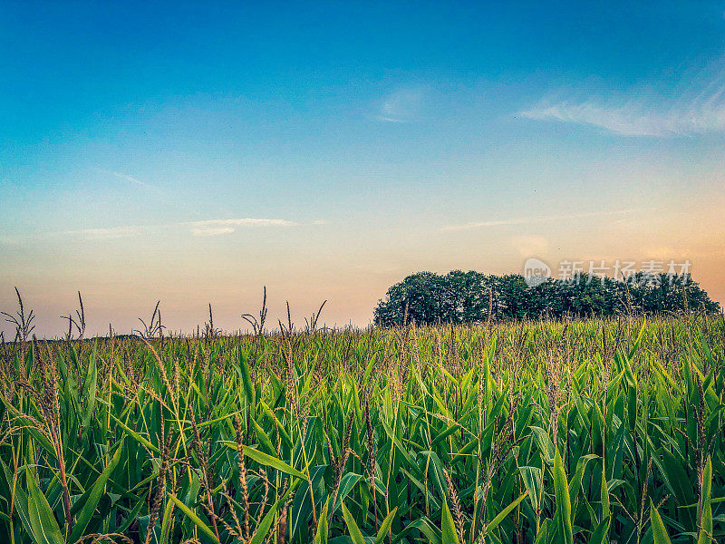 眺望夕阳西下的玉米田。