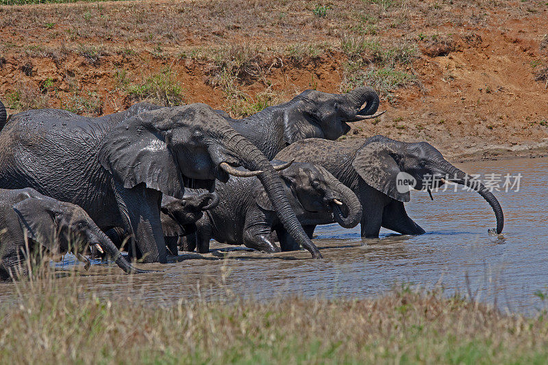 非洲象群饮用13737