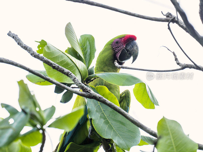 哥斯达黎加托土盖罗国家公园的绿色金刚鹦鹉