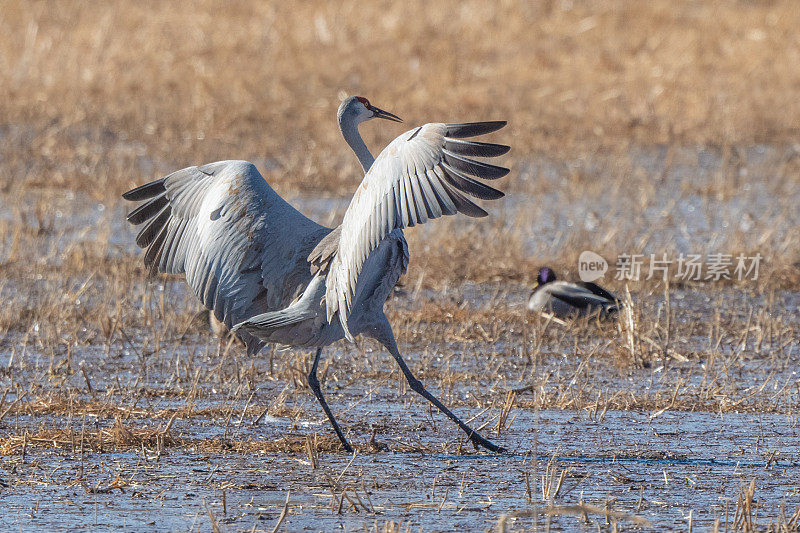 沙丘鹤在冬天的沼泽中飞行和降落