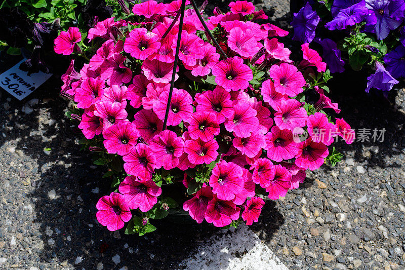 在一个阳光明媚的夏天，一大群鲜艳的粉红色牵牛花和绿叶在一个花盆里