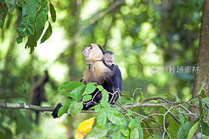 白脸或卷尾猴母亲和孩子，曼纽尔安东尼奥国家公园，哥斯达黎加