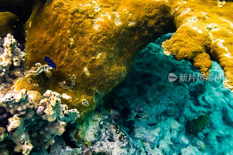 充满活力的水下珊瑚和蓝绿色海洋中的海洋生物，海底的海洋生物