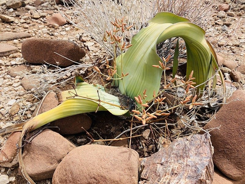 纳米比亚年轻的Welwitschia