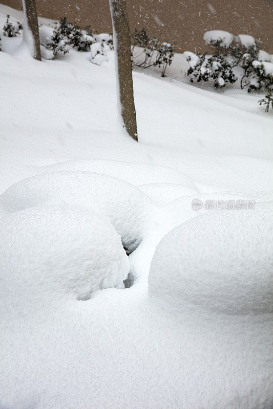 光滑的雪表面与小凸起的树