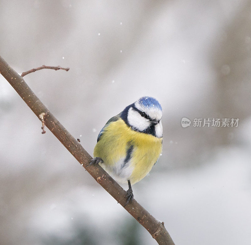 挪威奥斯陆，栖息在雪地里的蓝山雀