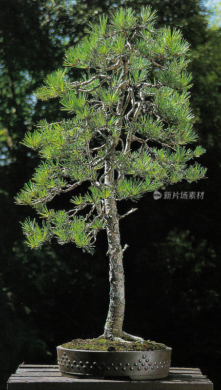 近距离拍摄的文人(本景)风格的盆景树，苏格兰松(樟子松)盆景工作室拍摄，花园背景