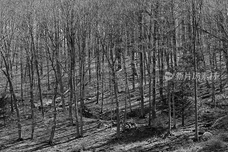 新英格兰山坡上的树影，黑白相间