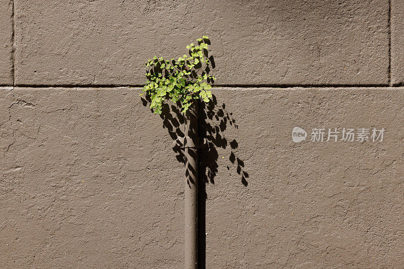 米色混凝土墙的一部分，还有一株植物。