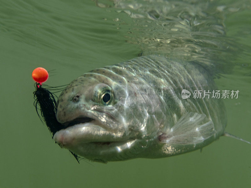 水下钓虹鳟与黑蝇