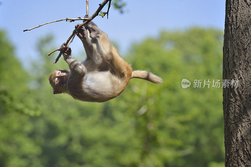 猴子在树林里玩