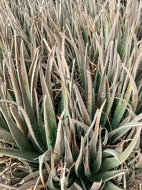 亚利桑那州索诺兰沙漠的抗旱沙漠植物