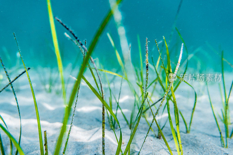 海藻在海底