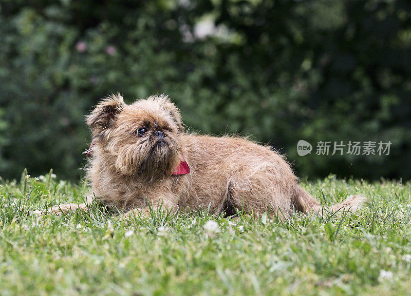 兀鹫犬种