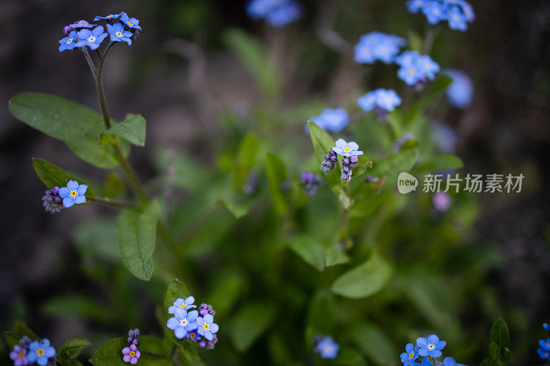 蓝色的花