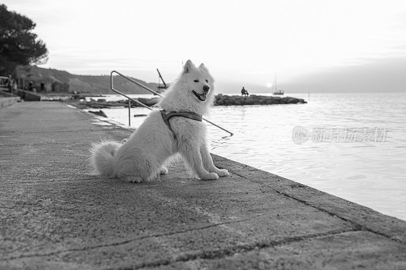 黑白照片的萨摩耶狗