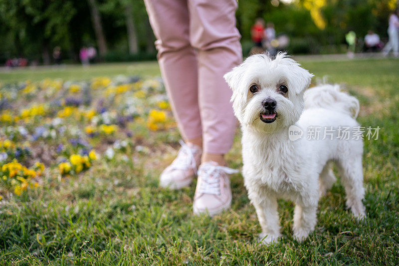 这只马耳他犬在公园里享受夏日的美好时光