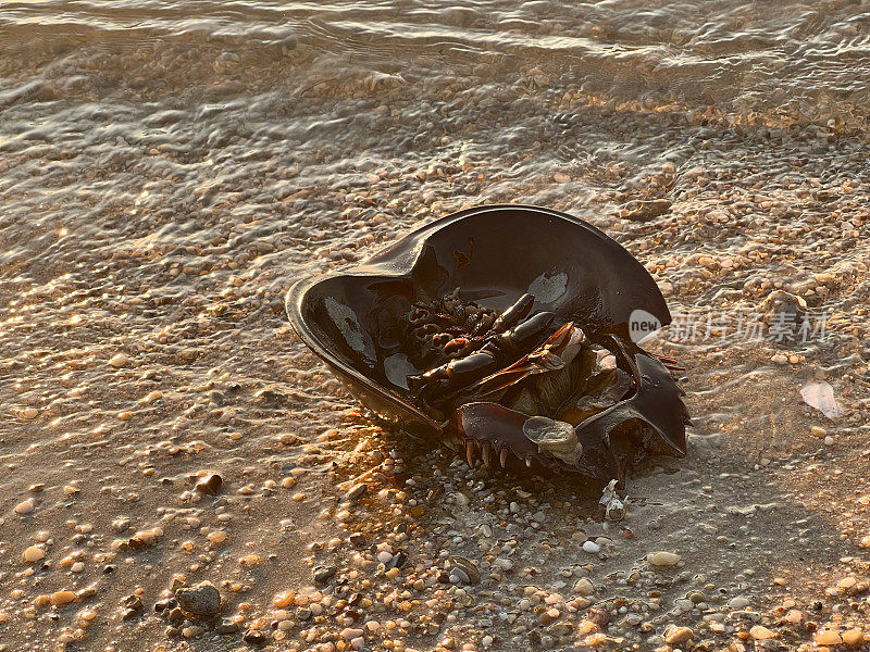 沙滩上的马蹄蟹