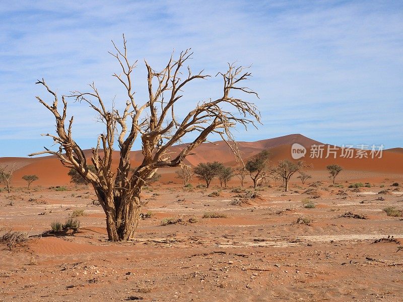 纳米布沙漠的一棵枯死的金合欢树