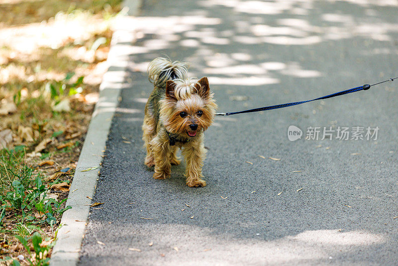 约克犬在公园里散步