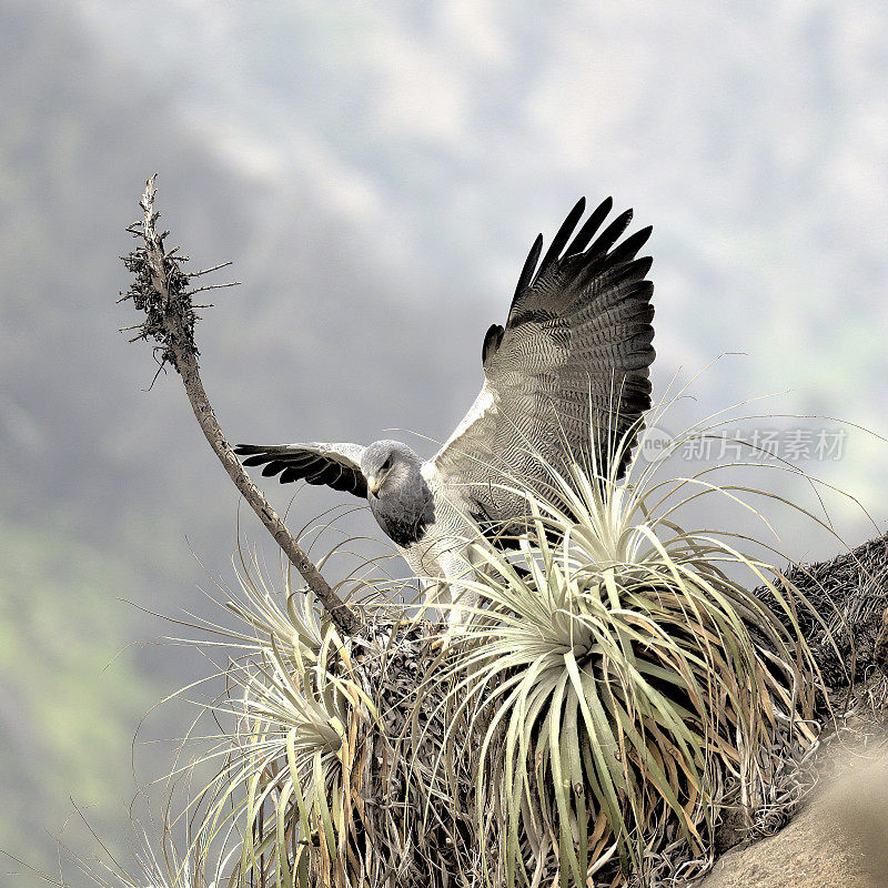 一只黑胸秃鹰手持兔子猎物降落在巢上