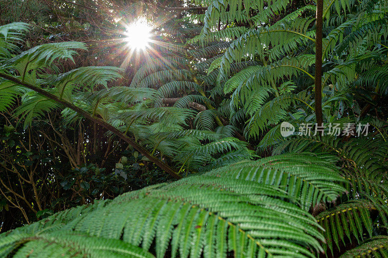 蕨类植物叶子特写镜头