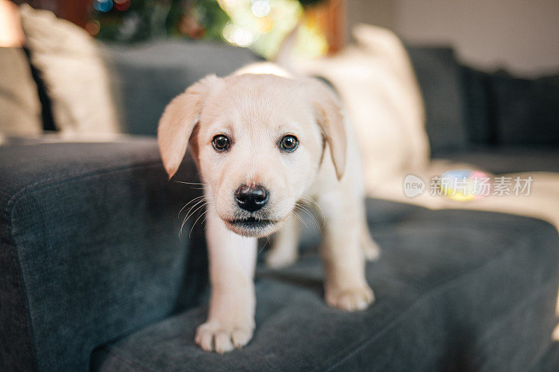 拉布拉多猎犬小狗在沙发上玩玩具