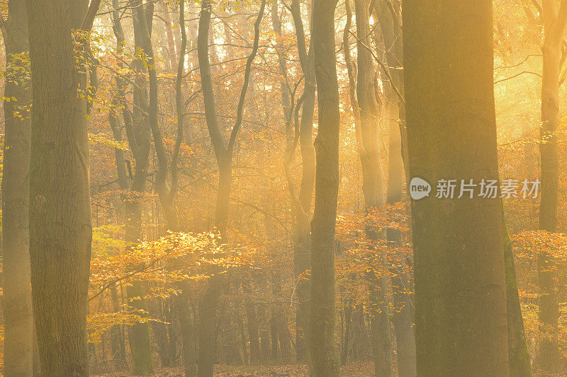 阳光灿烂的森林在一个美丽的雾蒙蒙的秋天，棕色的金色树叶