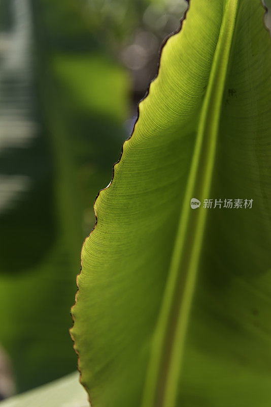 背光芭蕉叶，有褶皱的黑色边缘，与浅绿色平行的叶脉相连