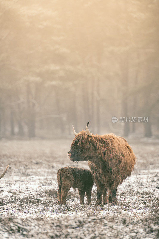 雪地里的苏格兰高地牛的肖像