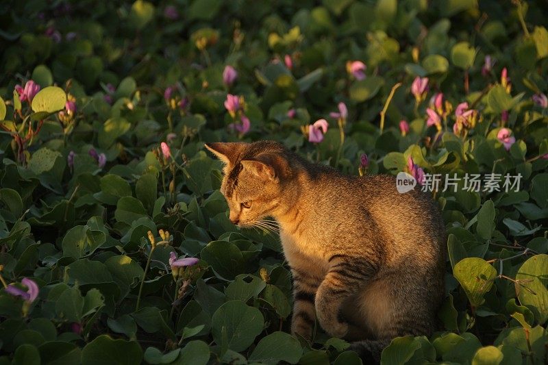 在亚齐日落时，猫在沙滩上放松的后视图