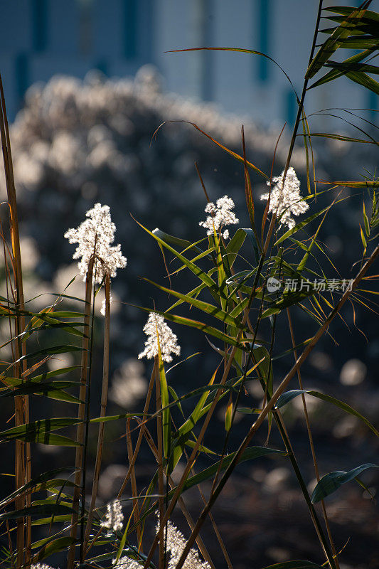 背光下的芦苇