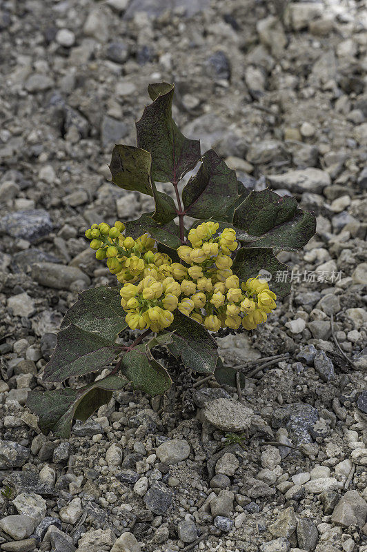 匍匐俄勒冈葡萄，匍匐Mahonia，匍匐小檗，小檗aquifolium变种repens;十大功劳被;内华达州大盆地国家公园;大盆地沙漠，白蕨科