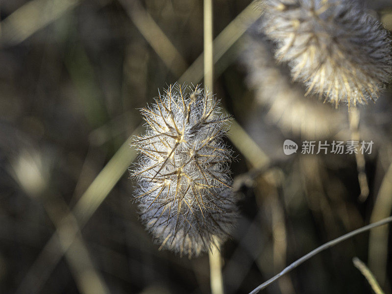 靠近干燥蓬松的草