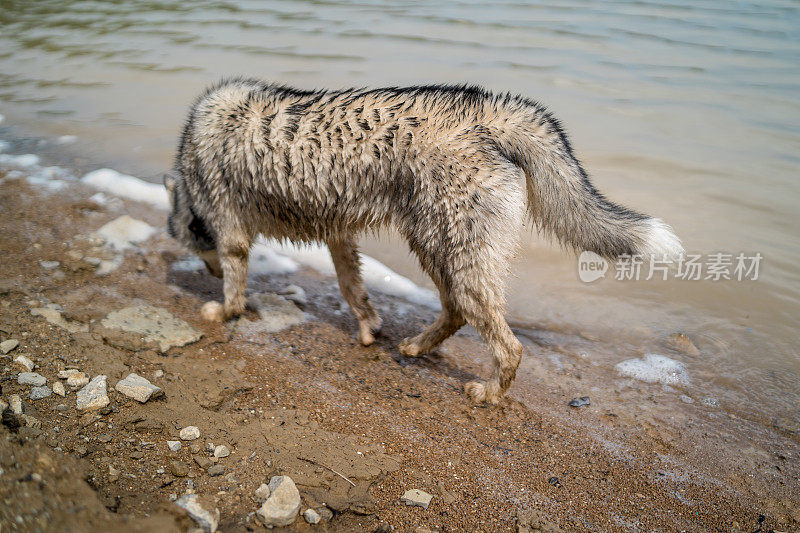 雄性西伯利亚哈士奇在水中行走