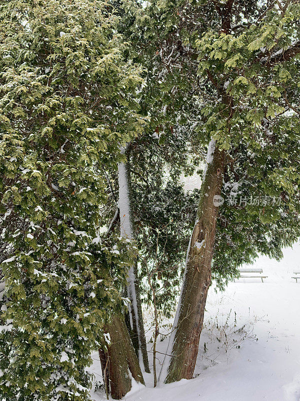 下雪时公园里的三棵针叶树。