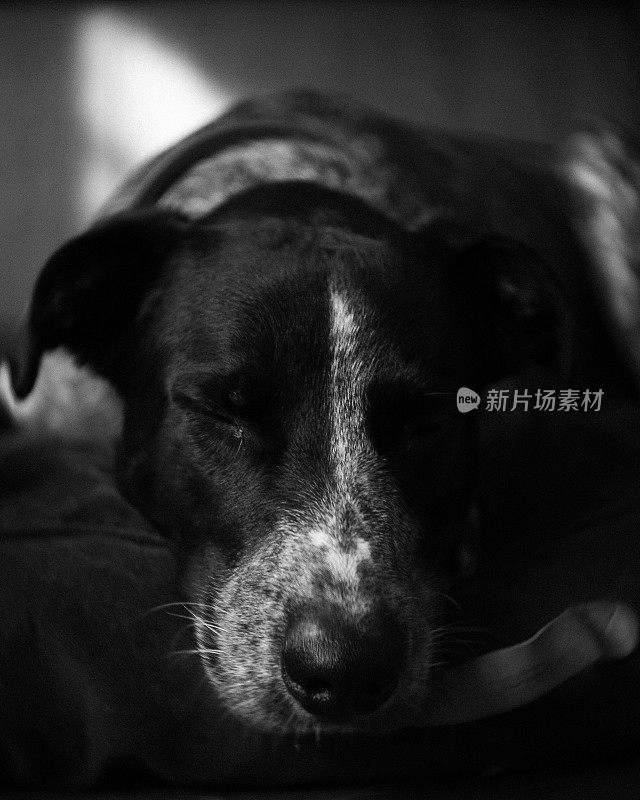 狗睡觉的灰度镜头