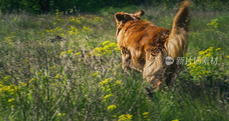 新斯科舍省猎犬在黄花盛开的草地上跳跃奔跑。