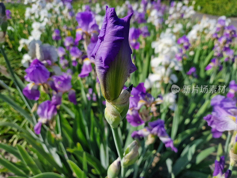 波兰科学院植物园里令人惊叹的春花色彩