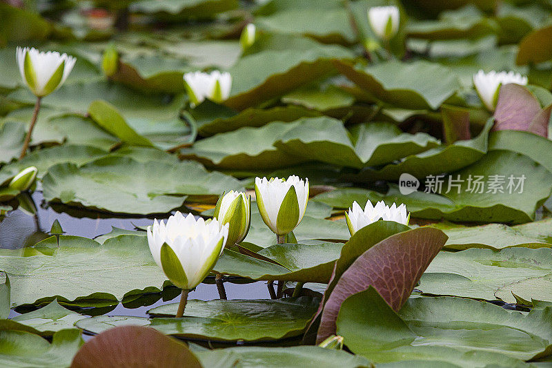 植物