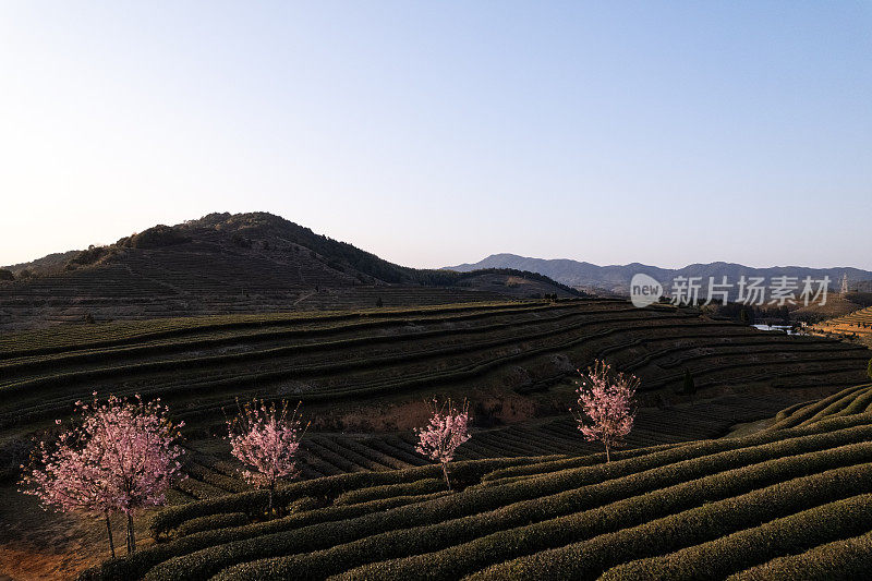 有樱花的茶园