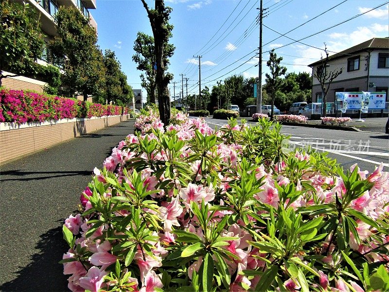 四月底。杜鹃花在日本城市的街道上盛开。