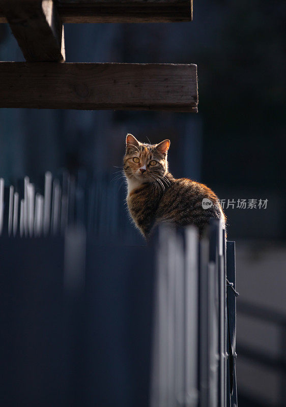 多色流浪猫在街上。它正看着摄像机。