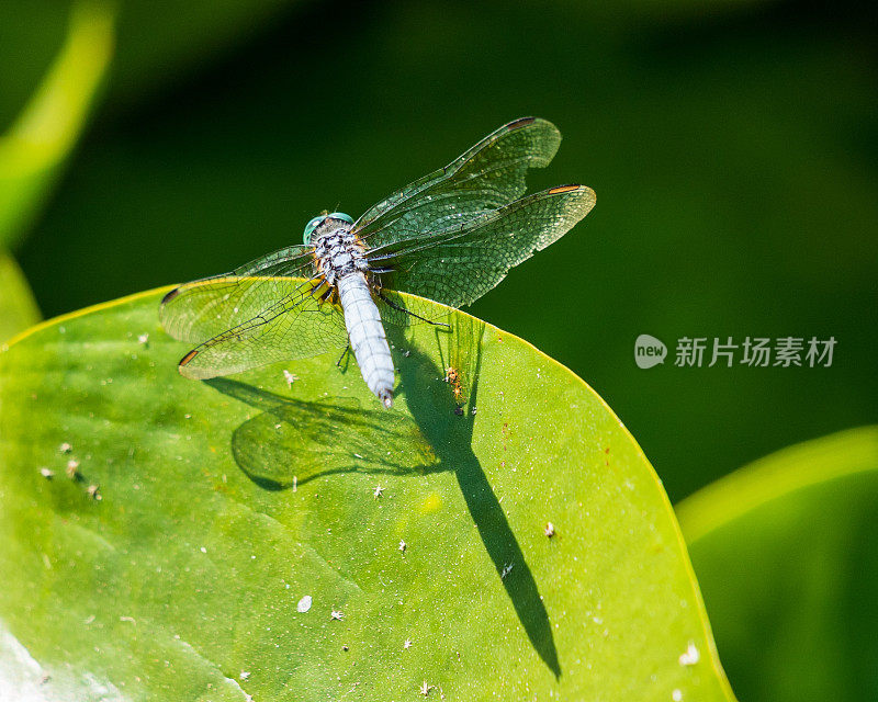 叶子上的蜻蜓