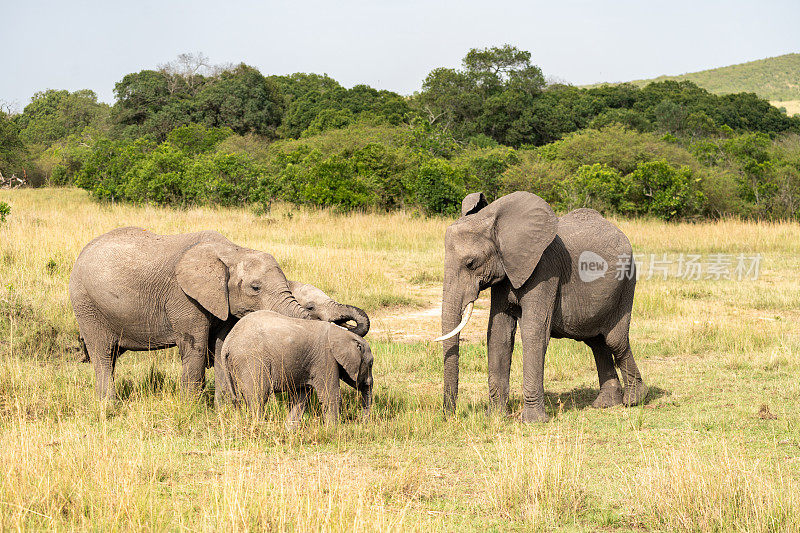 在非洲肯尼亚的马赛马拉保护区，大象一家聚集在一个水坑周围