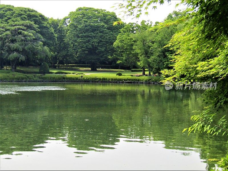 日本。五月公园里的池塘。反射。