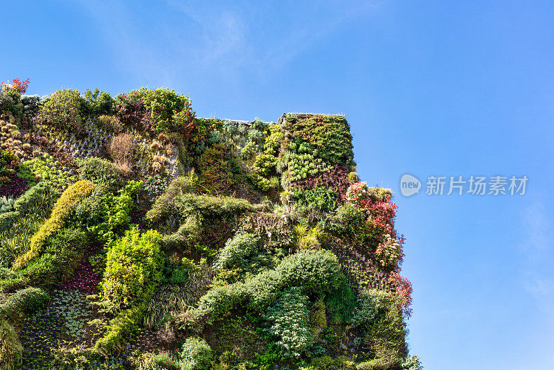 垂直城市围墙花园