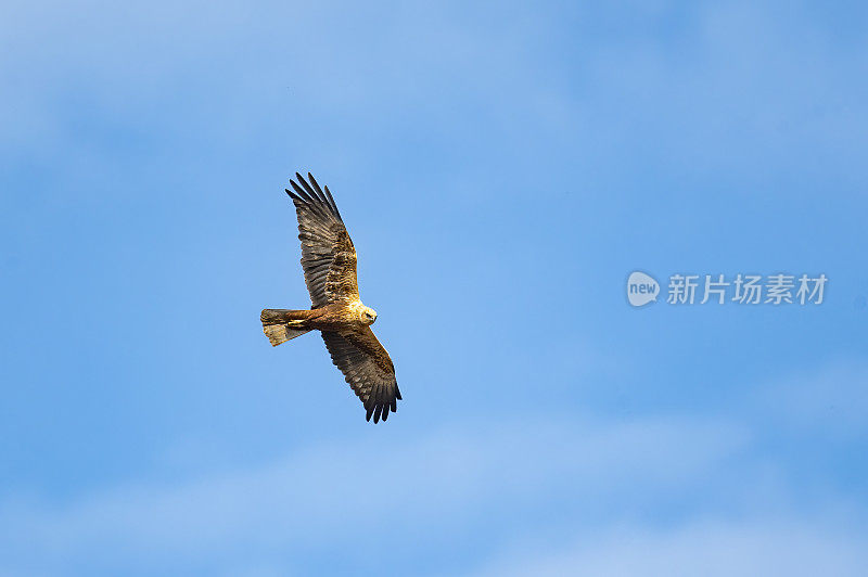 西部沼泽鹞在天空中高高地飞翔