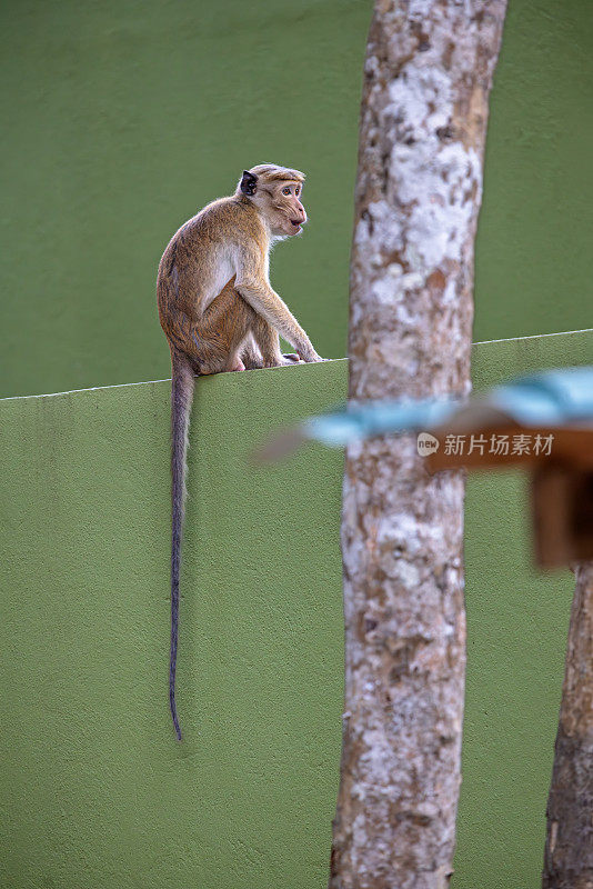 猕猴或中国猕猴坐在墙上