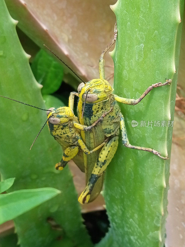 爪哇蚱蜢的两性异形现象